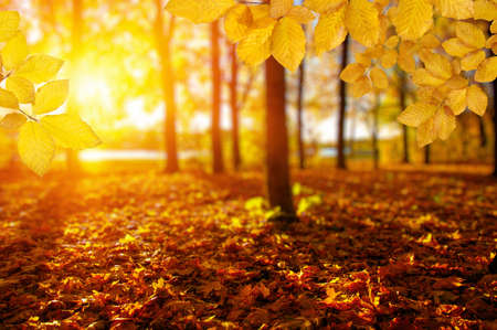 Autumn leaves on the sun and blurred trees . Fall background.の写真素材