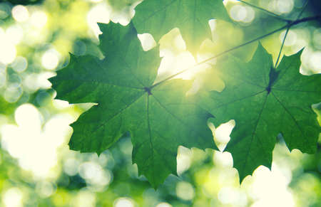 Green leaves and sun in springの写真素材