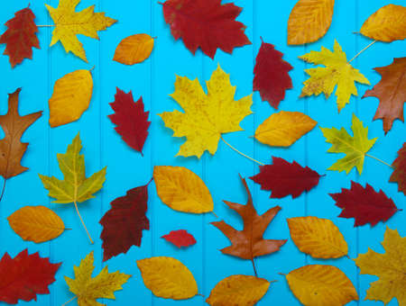 autumn leaves on wooden blue backgroundの写真素材