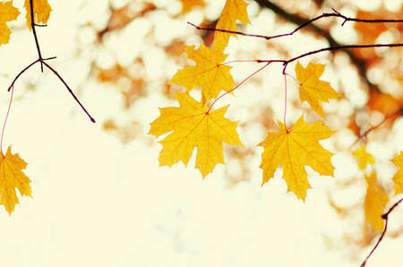 Autumn leaves on blurred nature background. Shallow focus. Fall bokeh.の写真素材