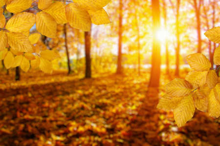 Autumn leaves on the sun and blurred trees . Fall background.の写真素材