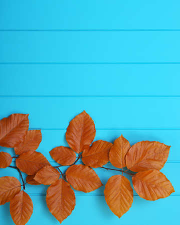 autumn leaves on wooden blue backgroundの写真素材