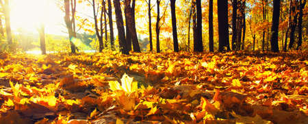 autumn trees on sun in parkの写真素材