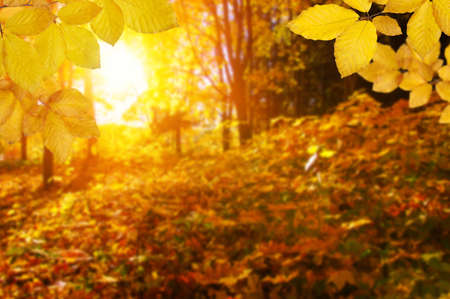 Autumn leaves on the sun and blurred trees . Fall background.の写真素材