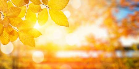 Autumn leaves on the sun. Fall blurred background.の写真素材