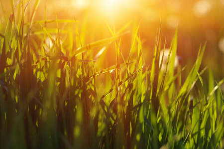 Green grass background with sun beam. Bright natural bokeh. Soft focus. Abstract nature background .