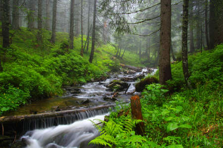 Creek in the woods and trees in the fogの写真素材