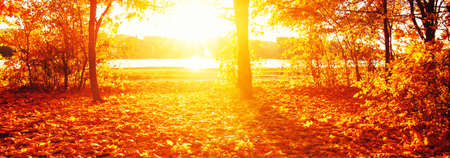 Autumn landscape with trees in sun raysの写真素材