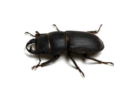 black beetle isolated on whiteの写真素材