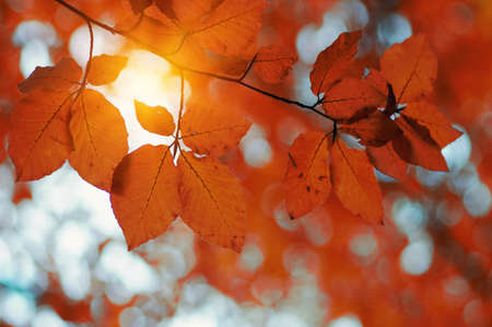 Autumn leaves on the sunの写真素材
