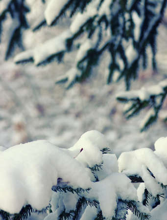 Spruce branches covered with snow in winterの写真素材