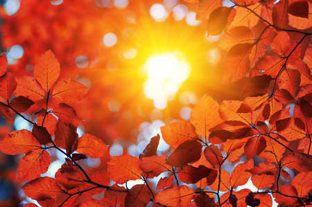 Autumn leaves on the sunの写真素材