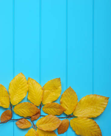 autumn leaves on wooden blue backgroundの写真素材