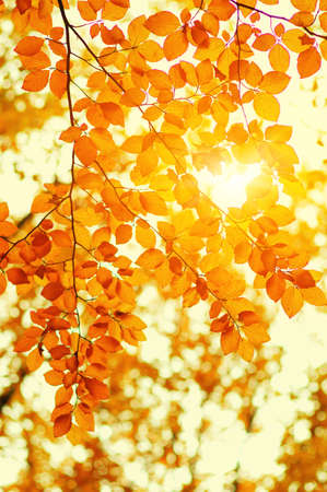 Autumn leaves on the sun. Fall blurred background.の写真素材