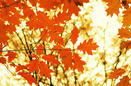 Fall, autumn, leaves background. A tree branch of a yellow leaf on a blurred bokeh.の写真素材