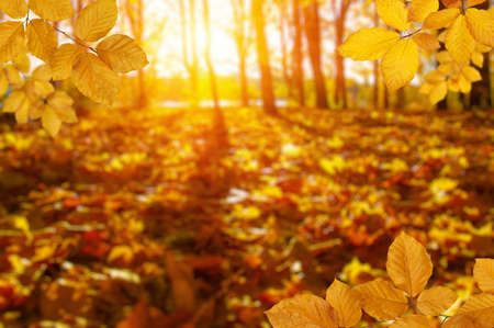 Autumn leaves on the sun and blurred trees . Fall background.の写真素材