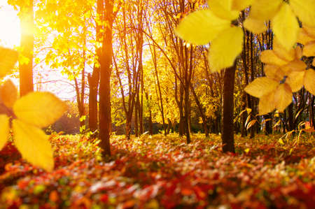 Autumn leaves on the sun and blurred trees . Fall background.の写真素材