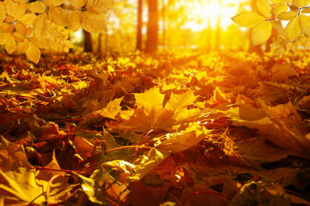 Autumn leaves on the sun and blurred trees . Fall background.