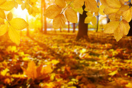 Autumn leaves on the sun and blurred trees . Fall background.