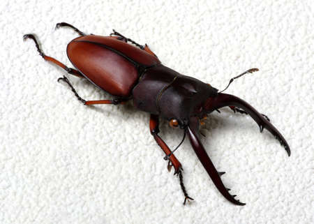 Stag bug isolated on backgroundの写真素材