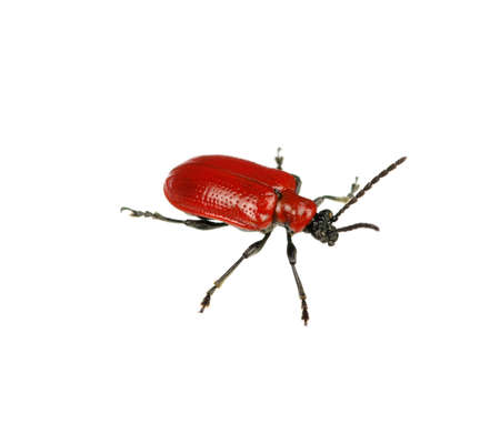 red bug on a white backgroundの写真素材