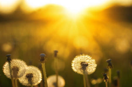 Dandelions in the sun on the fieldの写真素材