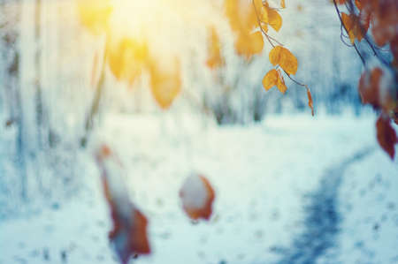 Yellow leaves in snow on sun. Late fall and early winter. Blurred nature background with shallow dof. The first snowfall.の写真素材