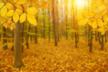  Autumn leaves on the sun and blurred trees . Fall background.