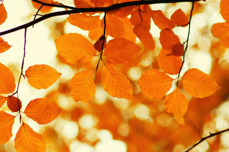  Autumn leaves on blurred nature background. Shallow focus. Fall bokeh.
