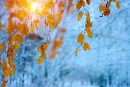 Yellow leaves in snow on sun. Late fall and early winter. Blurred nature background with shallow...