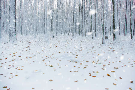  Winter forest on sun and tree in snowの写真素材