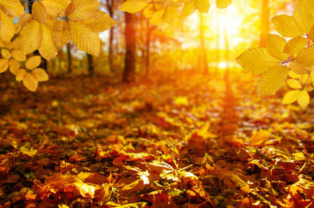  Autumn leaves on the sun and blurred trees . Fall background.の写真素材