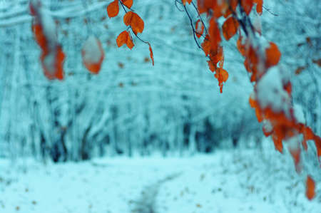 yellow autumn leaves in winter forestの写真素材