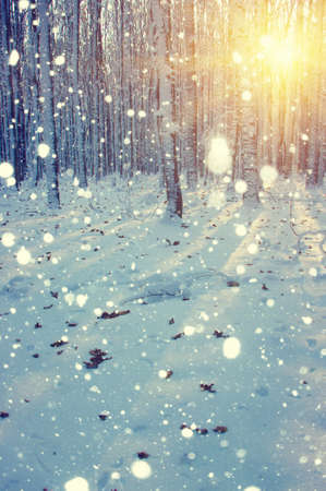  Winter forest on sun and tree in snowの写真素材
