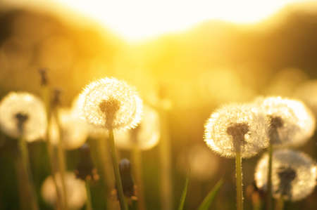 Dandelions in the sun on the fieldの写真素材