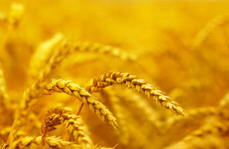 Wheat closeup. Wheat field. Background of ripening ears of wheat. Harvest and food conceptの写真素材