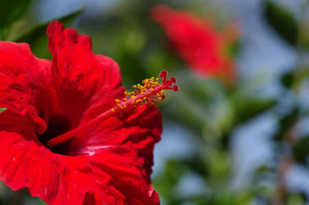 flower on a green backgroundの写真素材