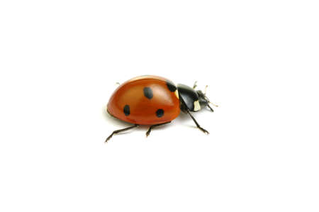 Ladybug isolated on the whiteの写真素材