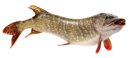  Pike isolated on white background