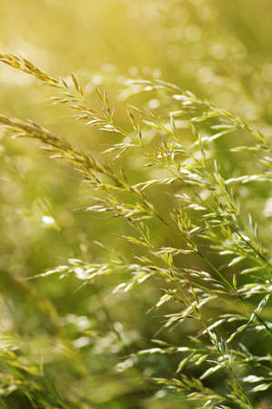 Summer flowering grass and green plants