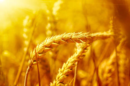 Field of wheat and sunの写真素材