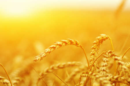 Wheat closeup. Wheat field on sun. Background of ripening ears of wheat.