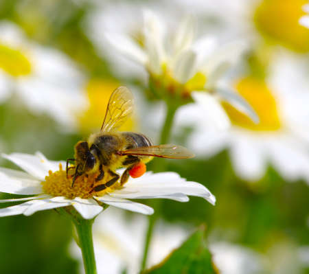 Bee on the chamomile flower の写真素材