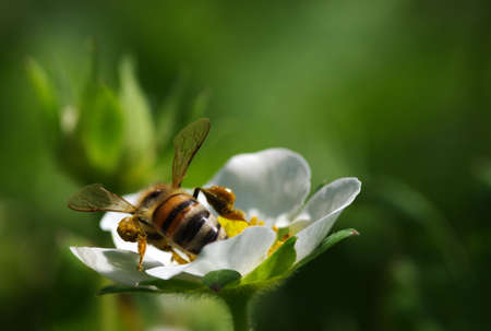 Bee on the flower. Bee at work