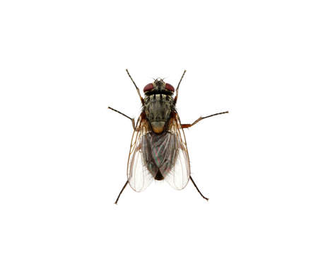 fly isolated on a white
