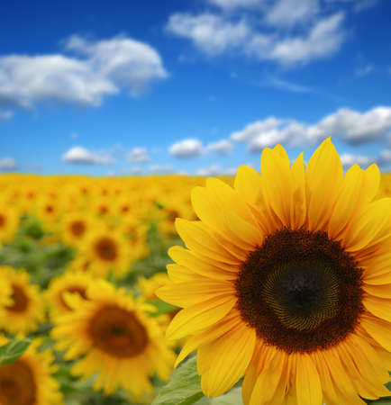 sunflowers field on sky backgroundの写真素材