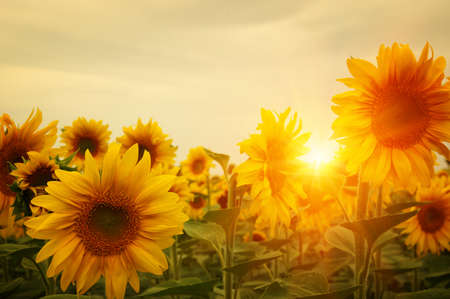 field of sunflowers and sun 
