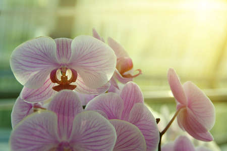 Orchid flower and green leaves background with sunlight in gardenの写真素材