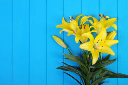  Fresh spring lily flowers on turquoise painted wooden planksの写真素材