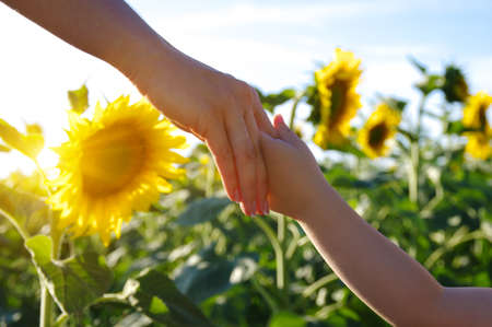 Hands of mother and son holding each other on the field of sunflowersの写真素材